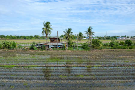 Traditional Thai house in the rice fieldのeditorial素材