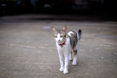 A cat walk outside houseの写真素材