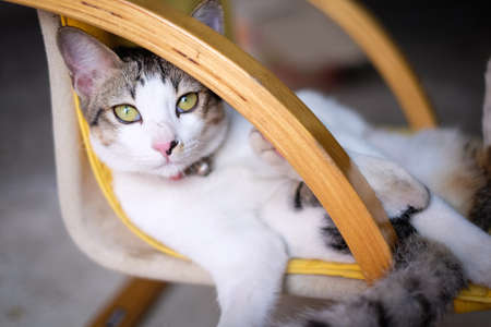A cat sit on wooden chairの写真素材