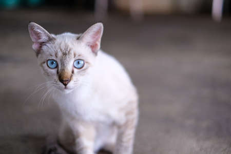 A cat look at the cameraの写真素材