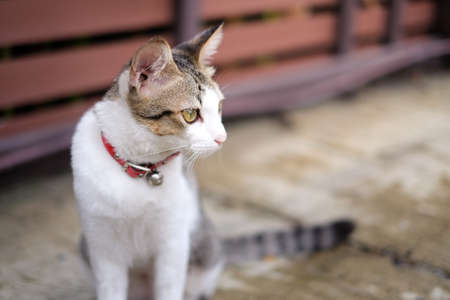 A cat walk outside houseの写真素材