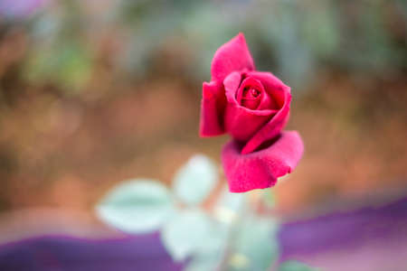 Red rose blooming in the garden