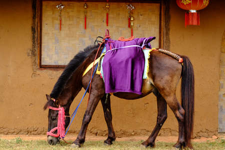 Horse eat grass in front of Chinese home styleの写真素材