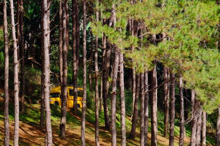 Car drives through the pine forest in Pangung national park, Mae Hong Sorn province, north of Thailandの写真素材
