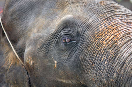 Closed up of elephant eye