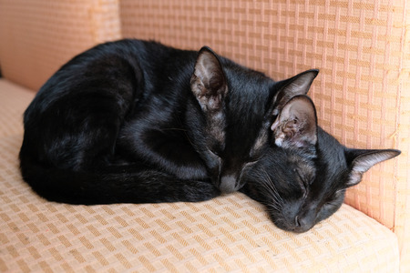 Black cats lay down on sofaの写真素材