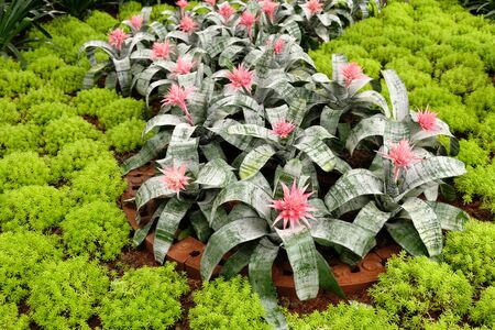 Aechmea fasciata and small green plants growing in the gardenの写真素材