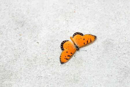 A butterfly with orange wings resting on the concrete wall in a closeup portraitの写真素材