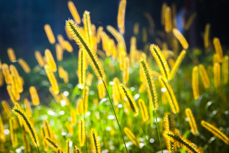Summer yellow grass and nature of eastern Russiaの写真素材