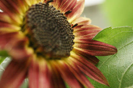 Sunflowerの写真素材