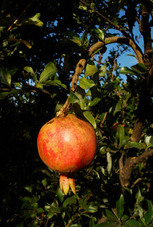 Pomegrante fruit growing on a branch