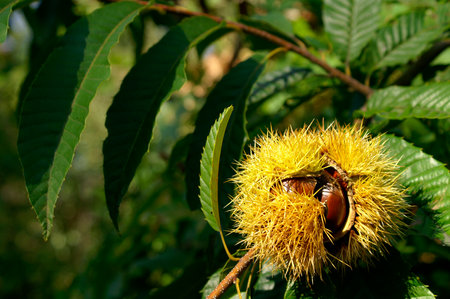 A burr chestnut that opens in the afternoon sun.の写真素材