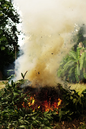 Burning leaves  Smokeの写真素材