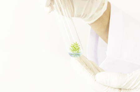 Seedling growth in laboratory tubeの写真素材