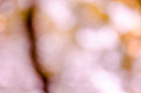 bokeh background from nature under tree shadeの写真素材