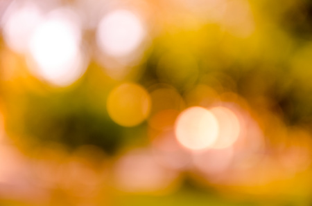 bokeh background from nature under tree shade