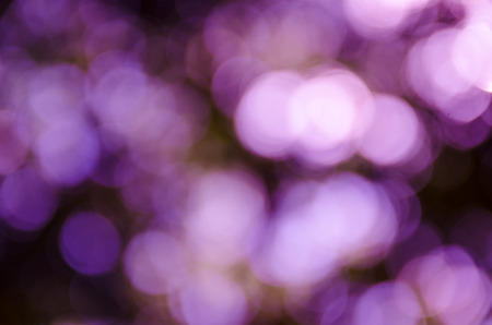 background with abstract blurred foliage and bright summer sunlight for your text or advertismentの写真素材