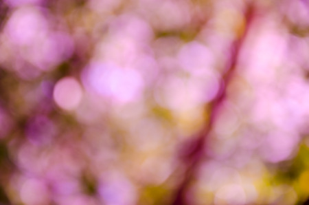 background with abstract blurred foliage and bright summer sunlight for your text or advertismentの写真素材