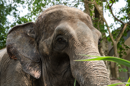 Thai elephant in open zoo natureの写真素材