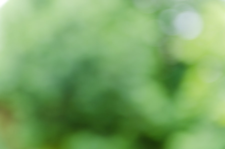 Natural light background bokehの写真素材