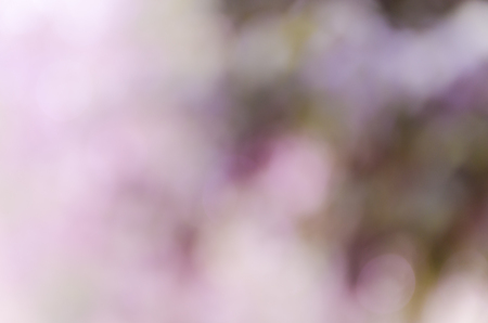 bokeh background with abstract blurred foliage and bright summer sunlightの写真素材