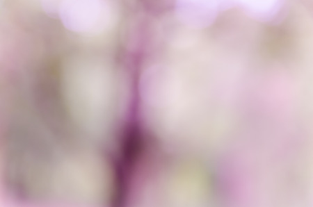 bokeh background with abstract blurred foliage and bright summer sunlightの写真素材