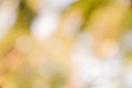 Blur green leaves with bokeh, abstract backgroundの写真素材