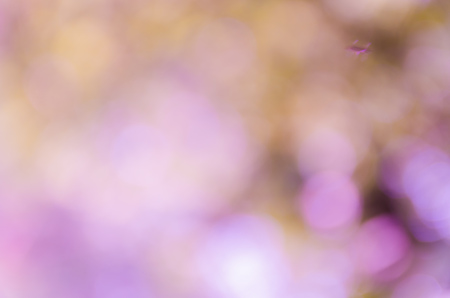Violet abstract bokeh background from nature environmentの写真素材