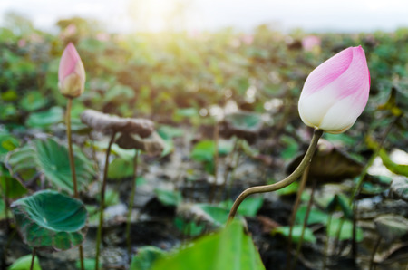 Lotus flower or water lily in pondの写真素材