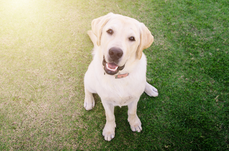 Dog playing outside smilesの写真素材