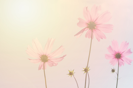 cosmos flowers swaying in the breezeの写真素材