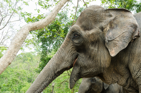 Thai elephant in open zoo natureの写真素材