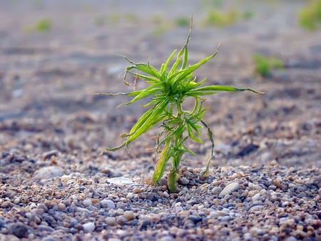 Small green sprout, pierced through the rocks