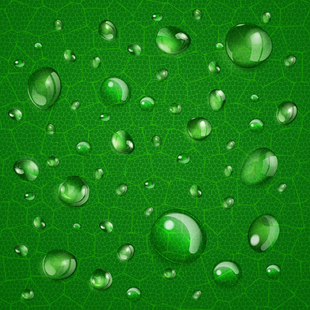 Background with water drops of different forms on green leafのイラスト素材