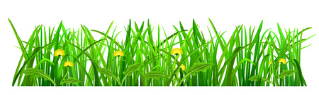 Green grass with flowers on white backgroundのイラスト素材