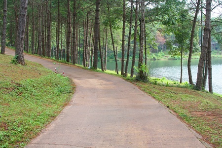 Pine woodの写真素材