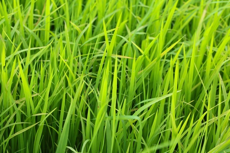 Riceの写真素材