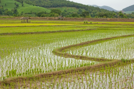 Rice fieldの写真素材