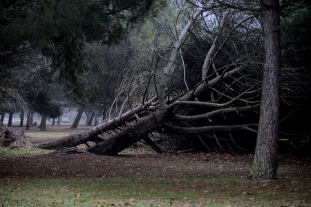 trees uprooted by the wind