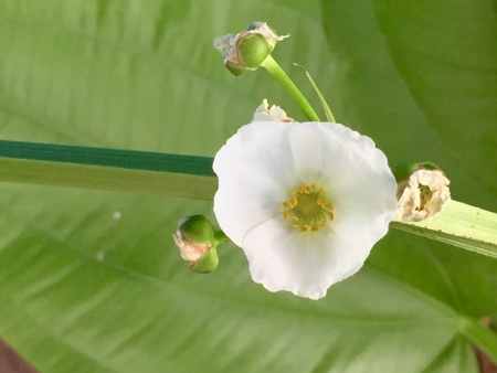 White flower on green leafの素材