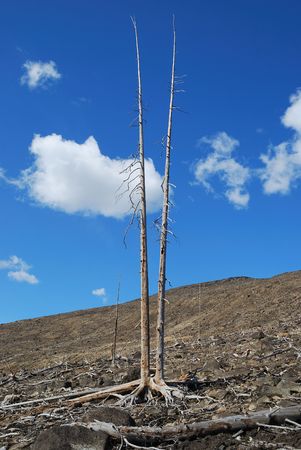 Two dead treesの写真素材