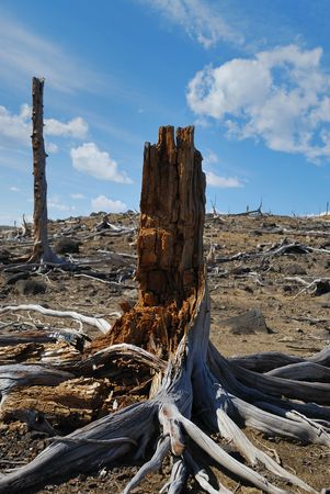 Remains of a treeの写真素材