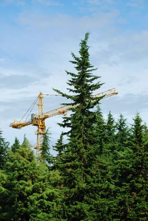 Construction in a coniferous woodの写真素材
