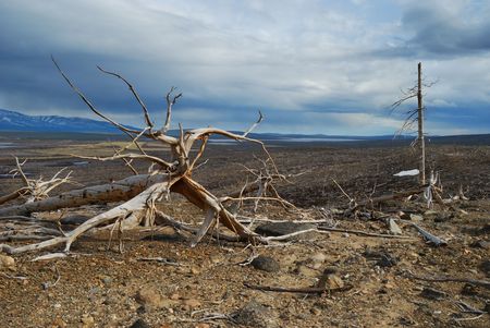 Rampikes on the slope of hillの写真素材