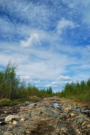 Forest road with a plenty of stones