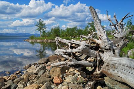 Dead trees on coast of lakeの写真素材