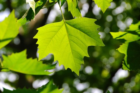 Green maple leaves, backlit .の写真素材