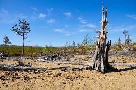 old stump. の写真素材