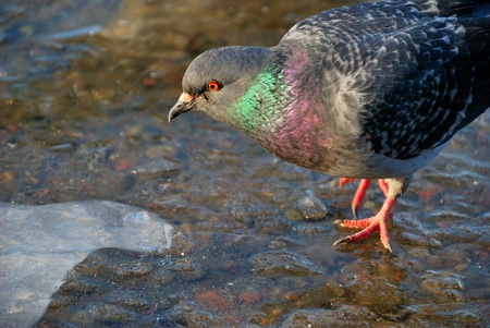 A  pigeon allows a close-up shot. Eye is in sharp focusの写真素材