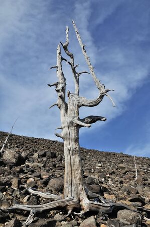 Consequences of adverse ecological conditions.